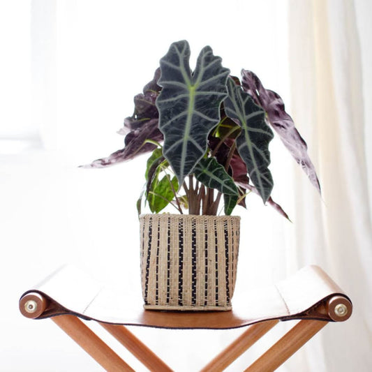 Instant Mood Lift: Brighten Your Space with a Window Sill Planter
