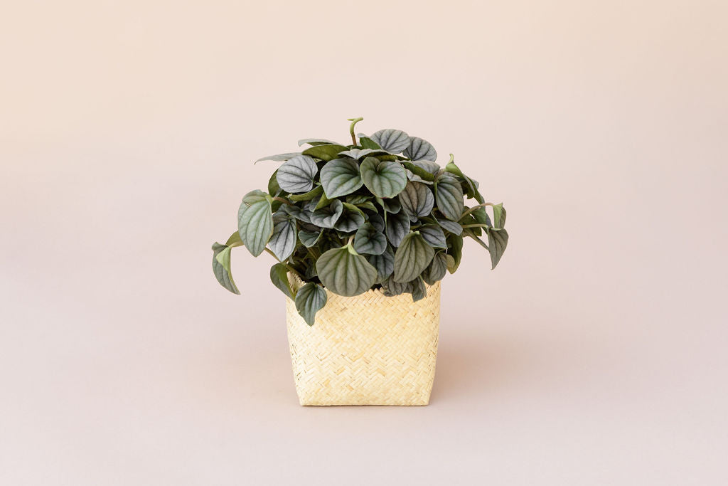 Peperomia Frost 6 inches indoor plant in Planter Basket – NEEPA HUT