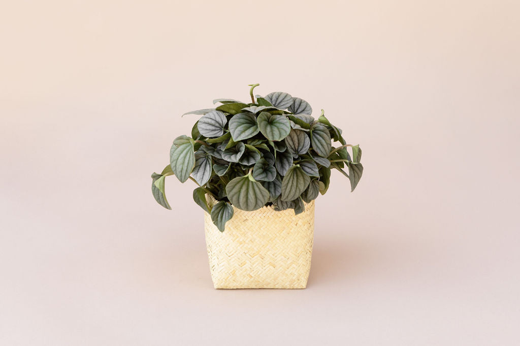 6” Peperomia Frost + Planter Basket