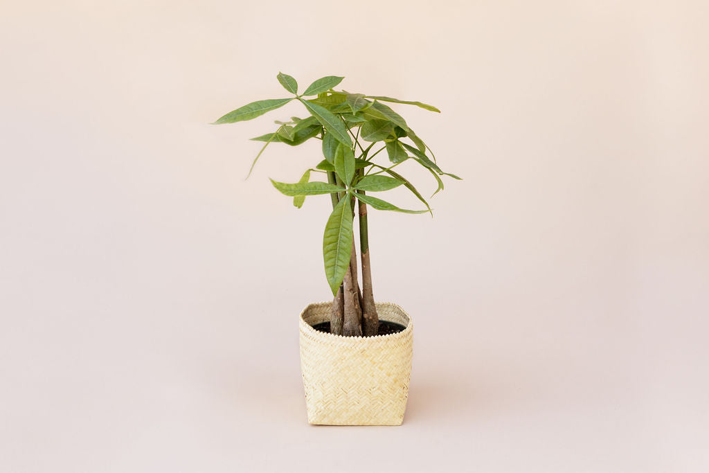 braided indoor plants Braided Money Tree 6 inches indoor plant in Planter Basket – NEEPA HUT