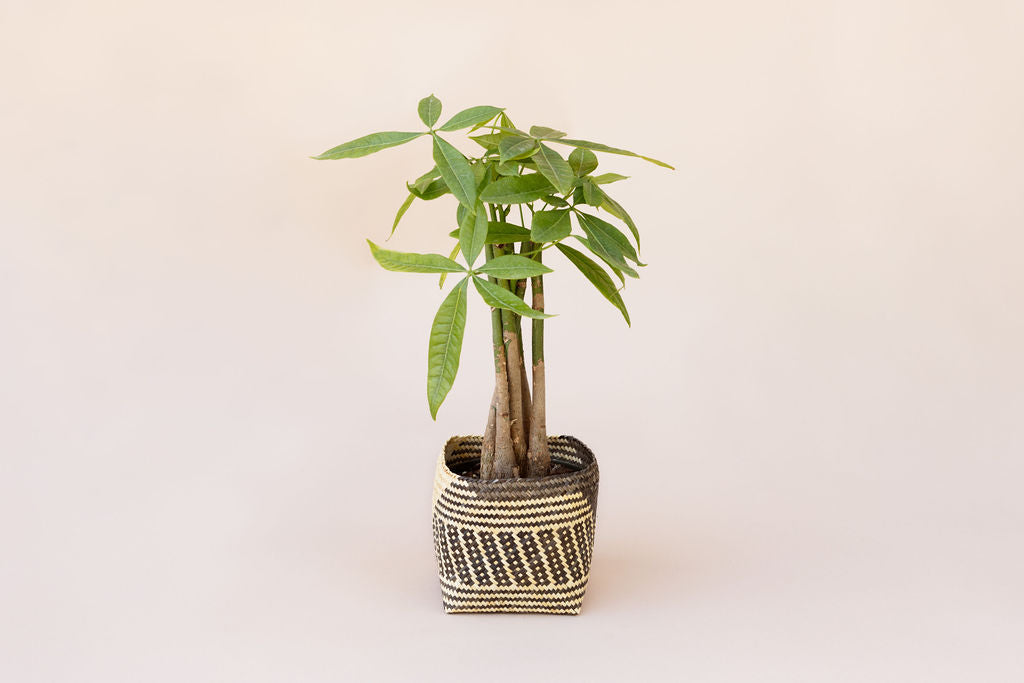 6" Braided Money Tree Plant + Planter Basket