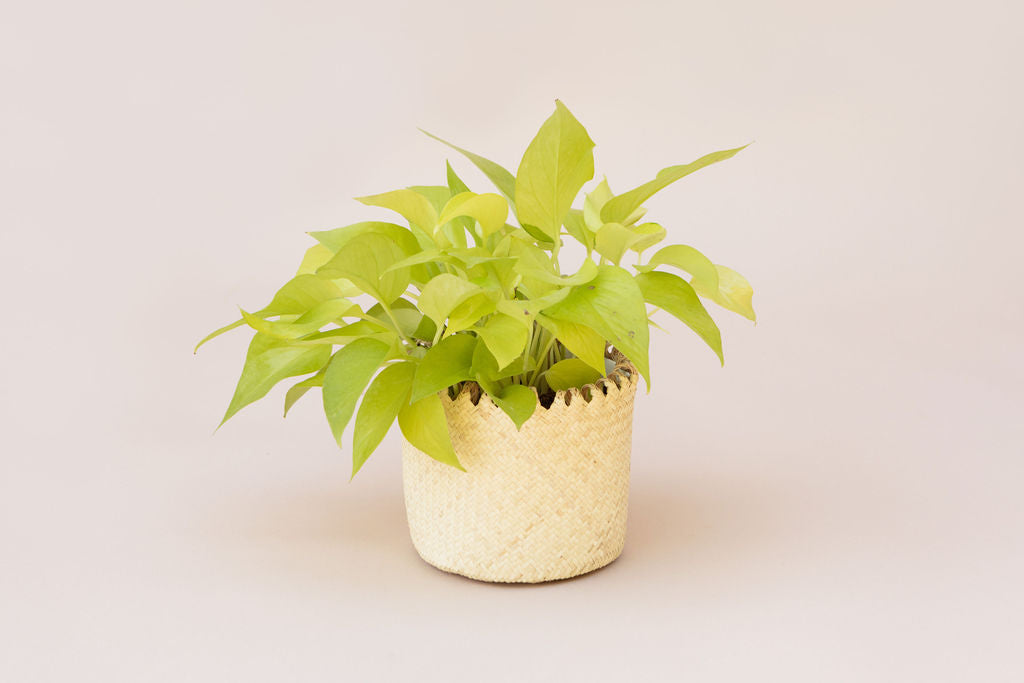 6" Neon Pothos + Coil Basket