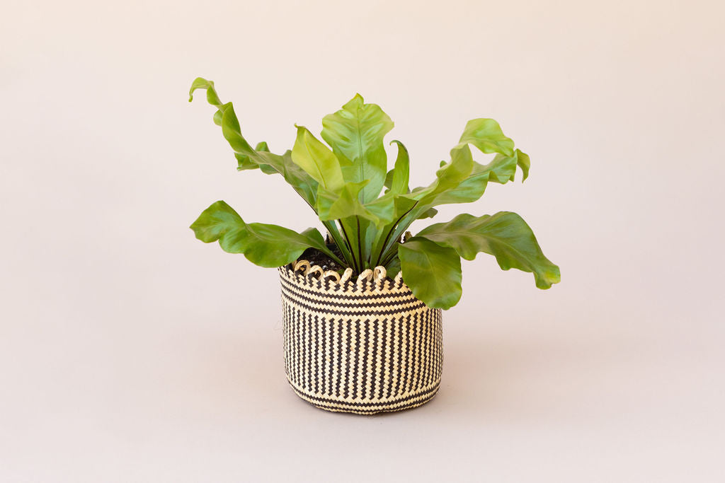 6" Bird's Nest Fern + Coiled Basket