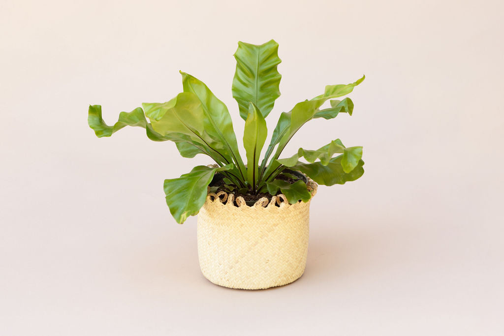 6" Bird's Nest Fern + Coiled Basket