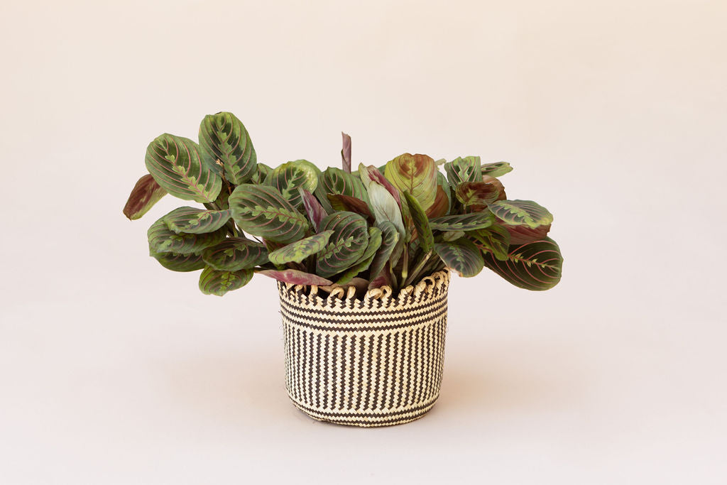 6" Maranta Prayer Plant + Coil Basket