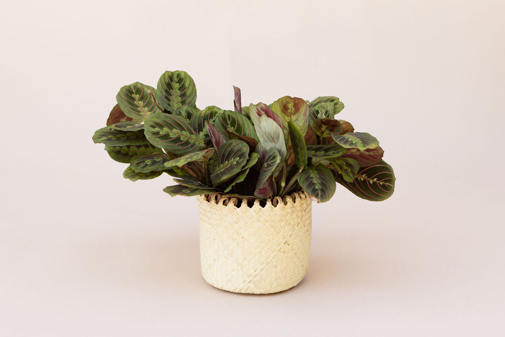trailing prayer plant Maranta Prayer 6 inches indoor plant in Planter Basket – NEEPA HUT