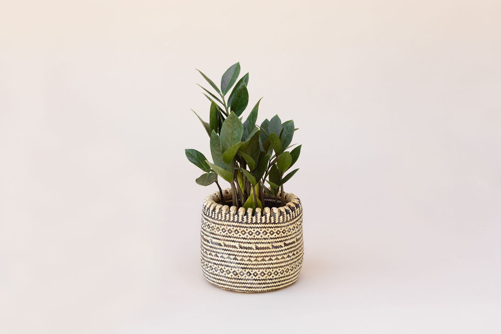 6" Zanzibar gem | ZZ plant + Coiled Basket