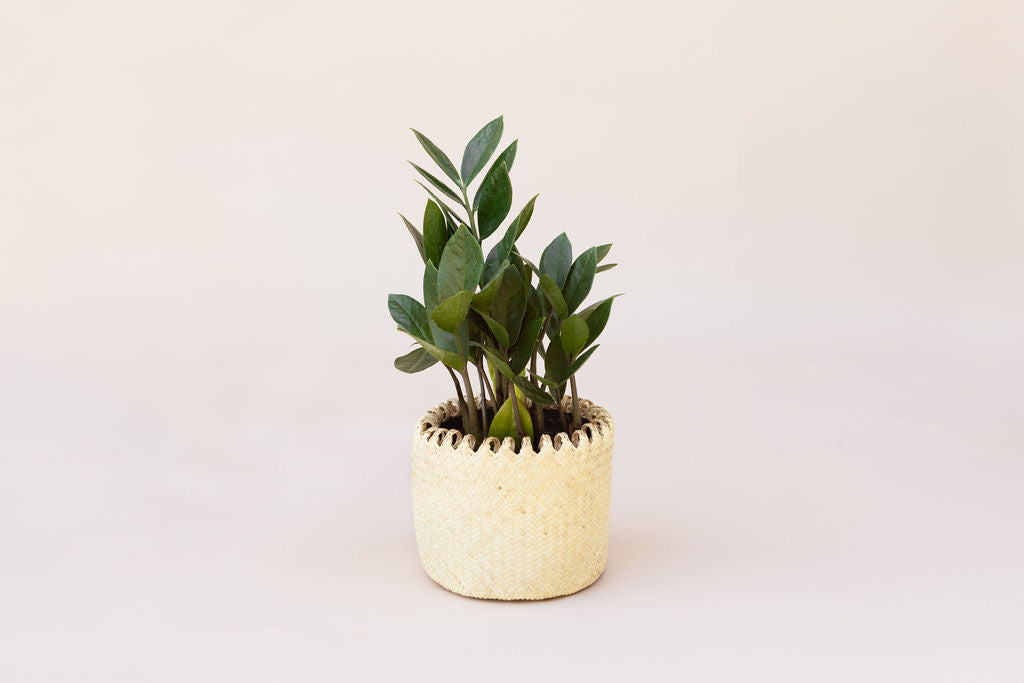 zanzibar indoor plant 6" Zanzibar gem ZZ plant + Coiled Basket