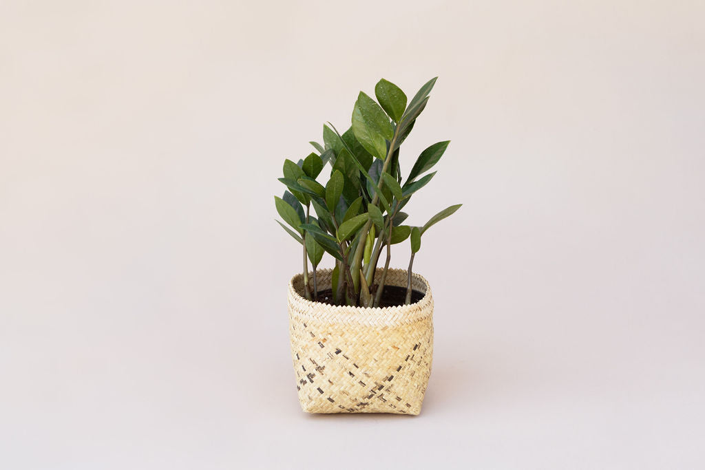 6" Zanzibar gem | ZZ Plant + Planter Basket