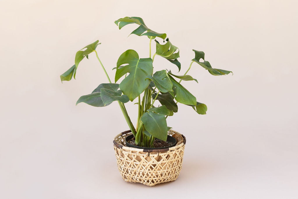 monstera separation Monstera split 8 inches Split Leaf Philodendron Plant Rattan Planter Basket  – NEEPA HUT