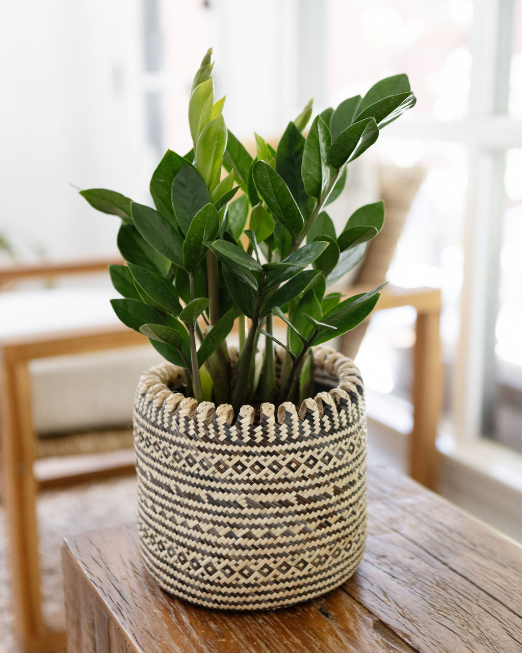 6" Zanzibar gem | ZZ plant + Coiled Basket