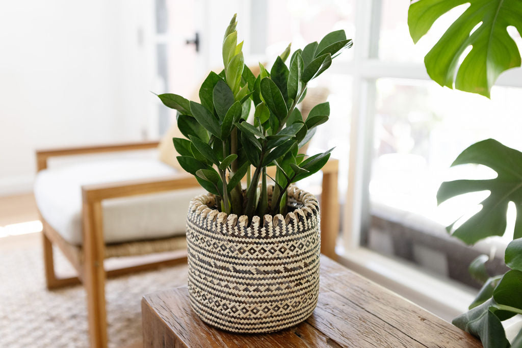 6" Zanzibar gem | ZZ plant + Coiled Basket