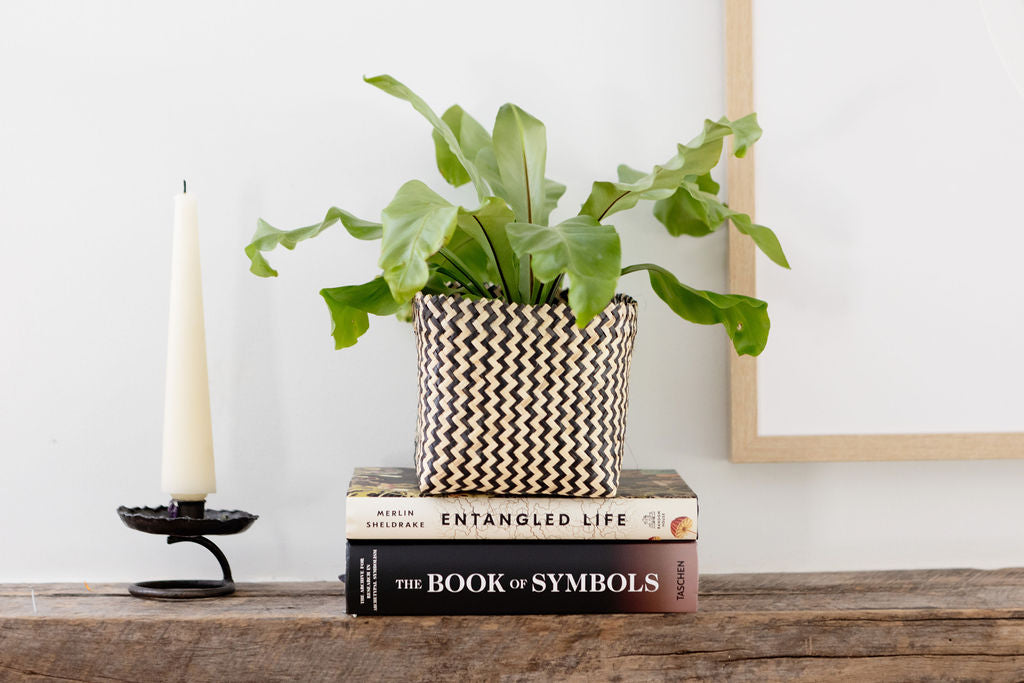 6" Bird's Nest Fern + Coiled Basket