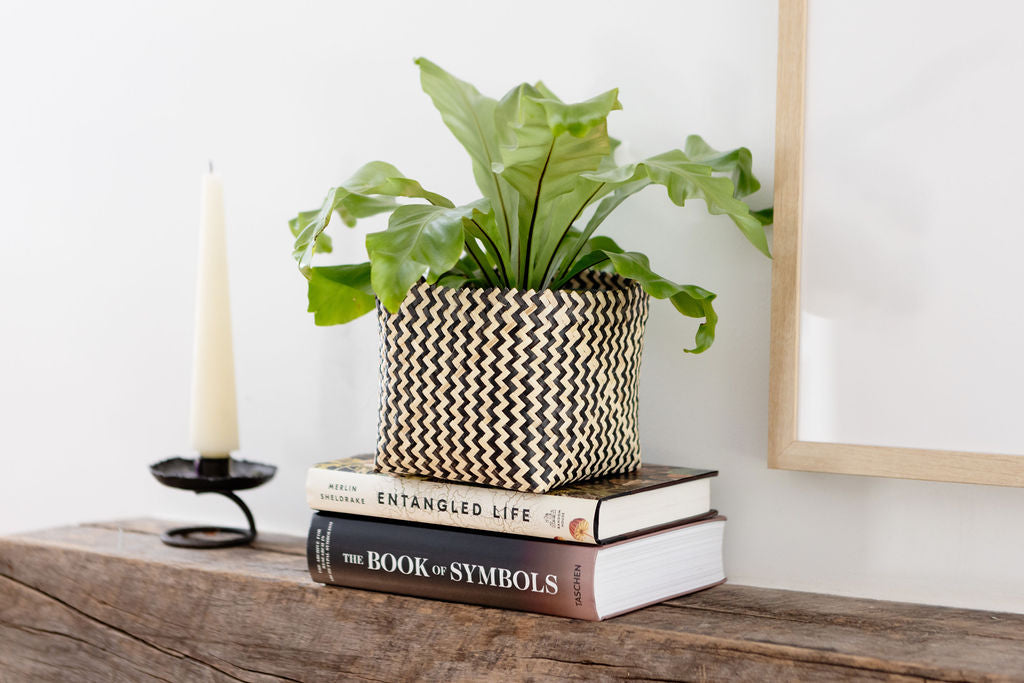 6" Bird's Nest Fern + Coiled Basket