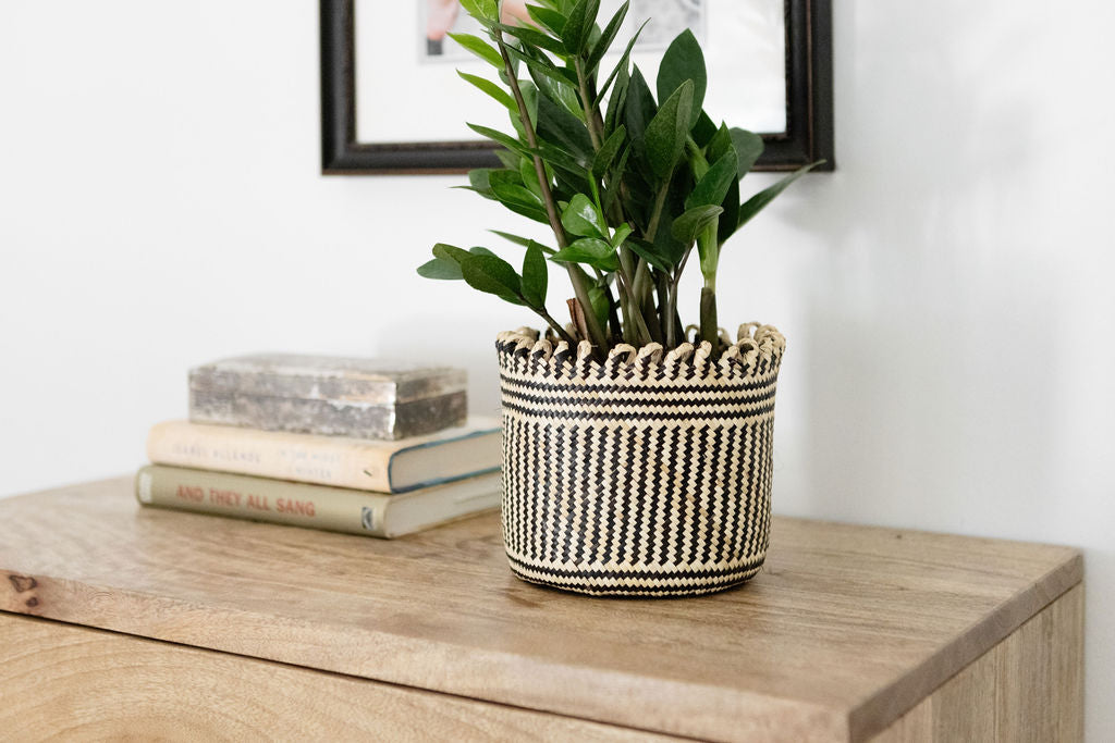 6" Zanzibar gem | ZZ plant + Coiled Basket
