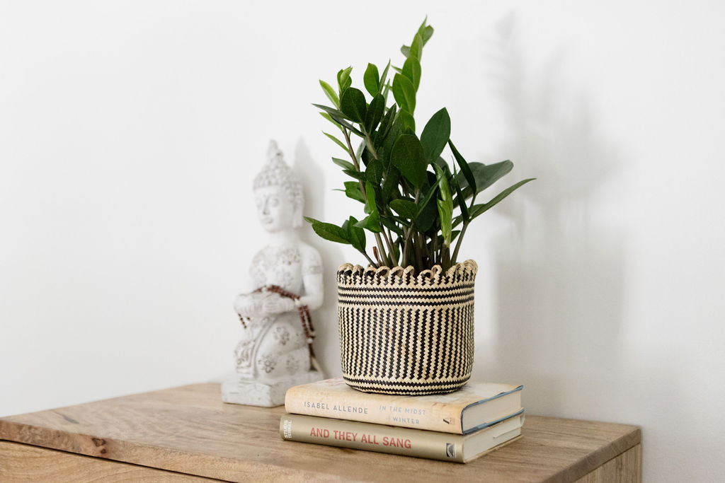 6" Zanzibar gem | ZZ plant + Coiled Basket