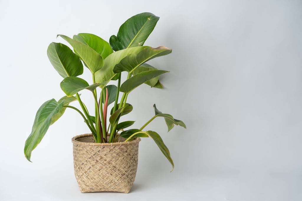 Rattan Storage Woven Basket