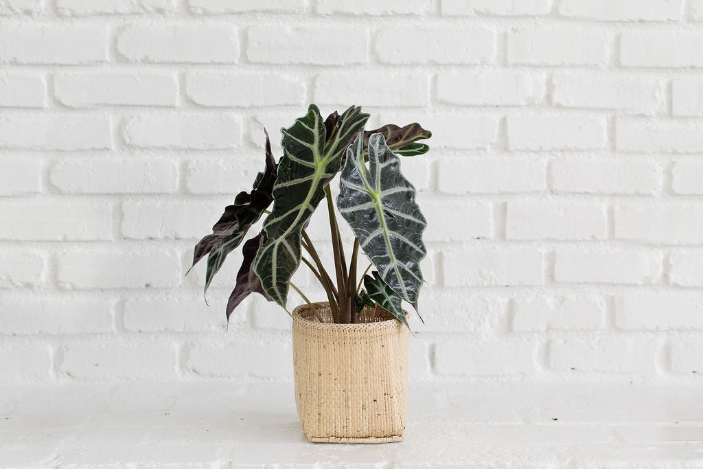 6" Alocasia Poly + Planter Basket