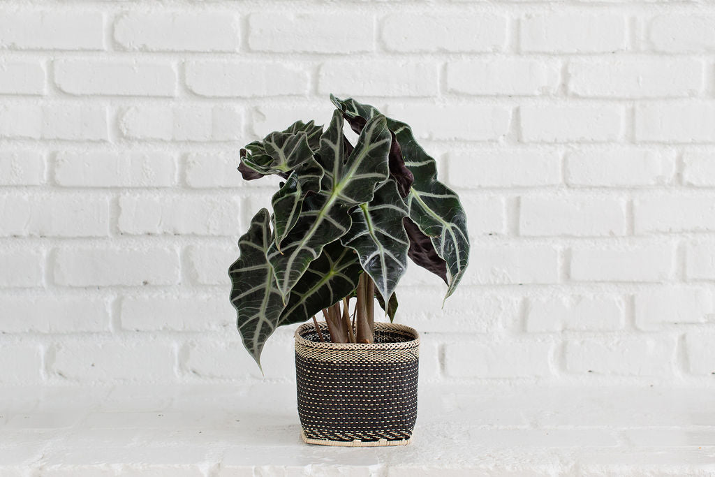 6" Alocasia Poly + Planter Basket