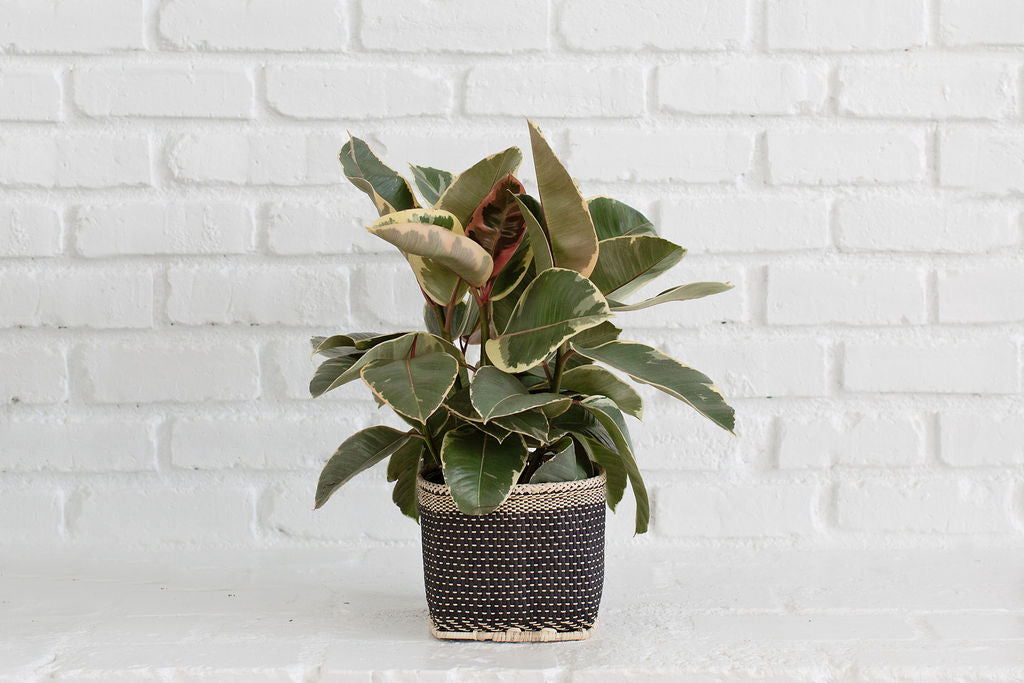 6" Tineke Rubber Plant + Basket