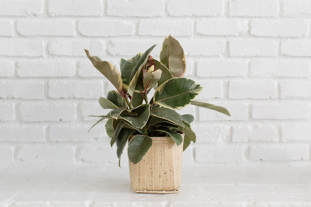 6" Tineke Rubber Plant + Basket