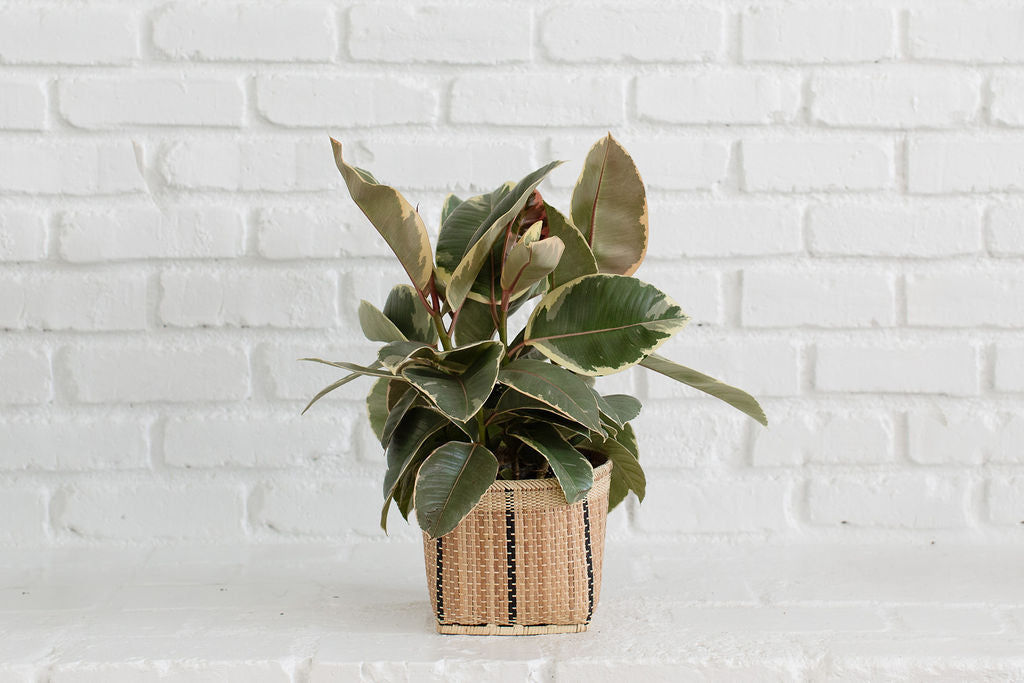 6" Tineke Rubber Plant + Basket