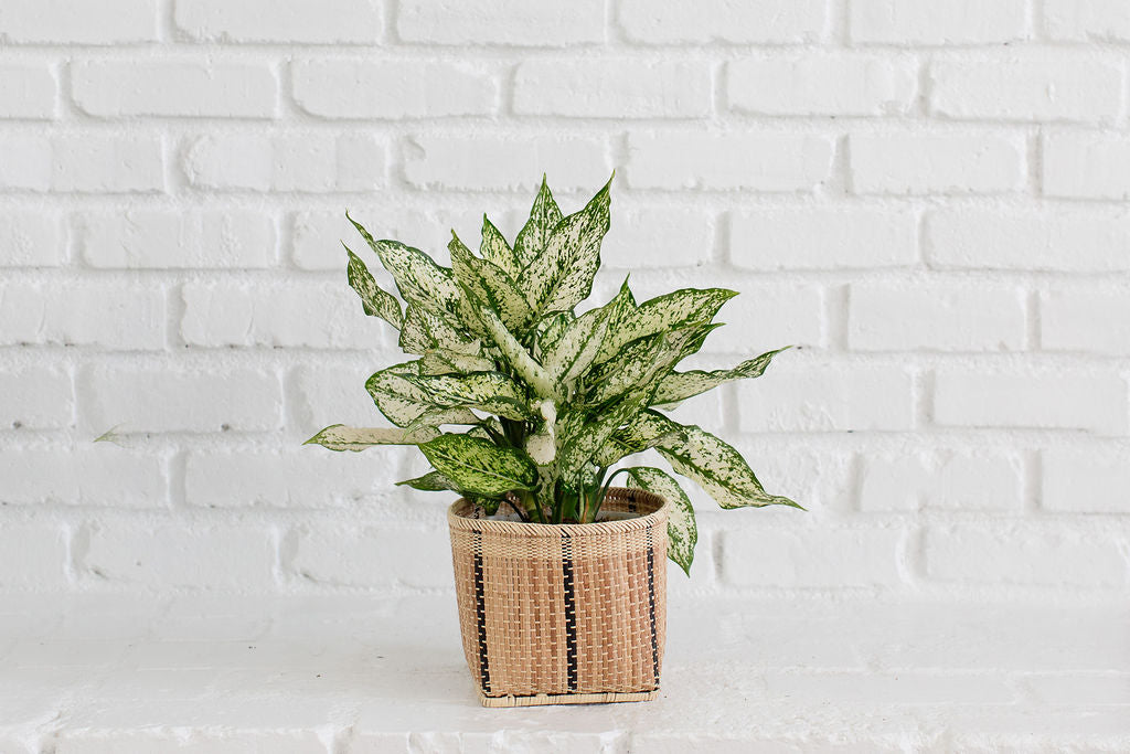 6" Live Indoor Plant First Diamond with Basket planter