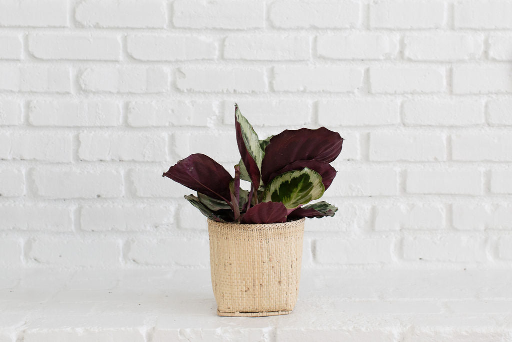 6" Prayer Plant + Basket