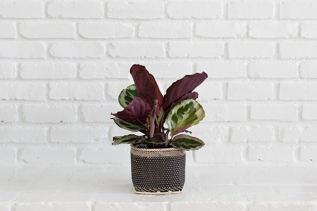 6" Prayer Plant + Basket