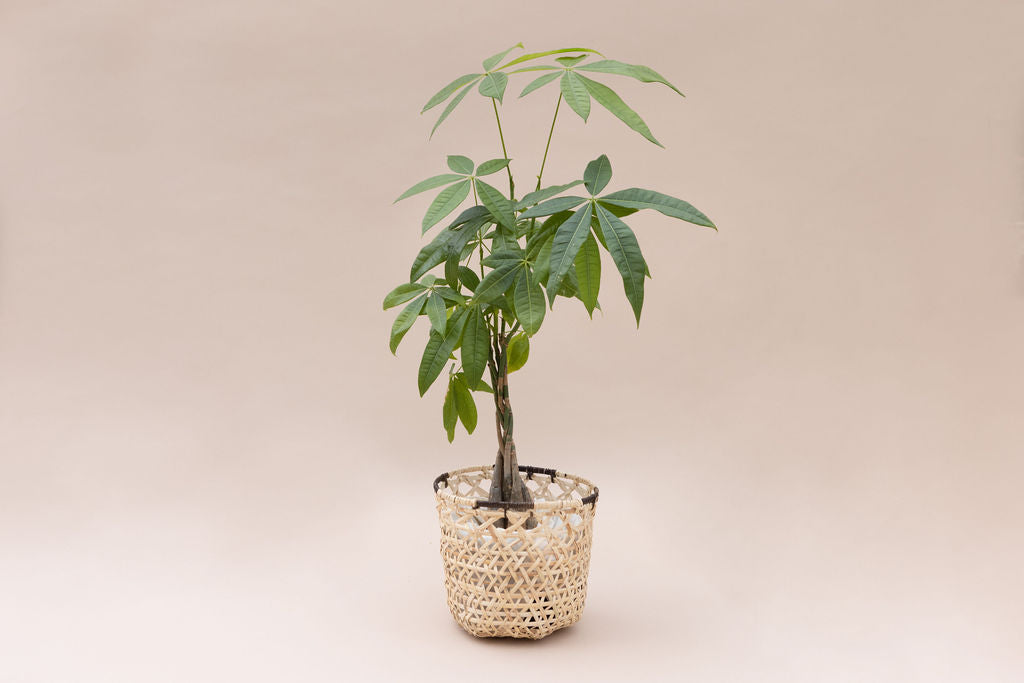 4" Braided Money Tree Plant + Bachao Planter Basket