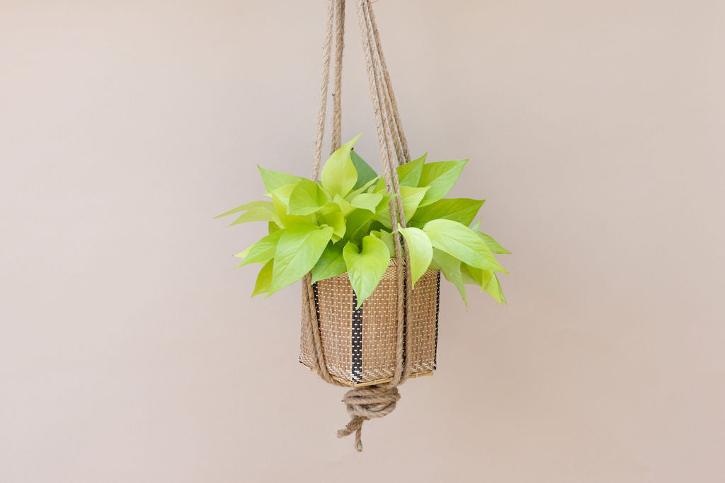 Neon Pothos 6 inches indoor plant in Hanging Planter Basket  NEEPA HUT