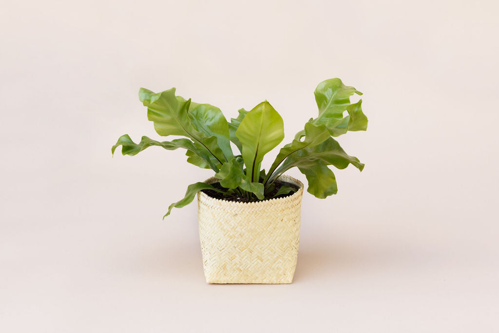 bird's nest philodendron 6" Bird's Nest Fern + Basket