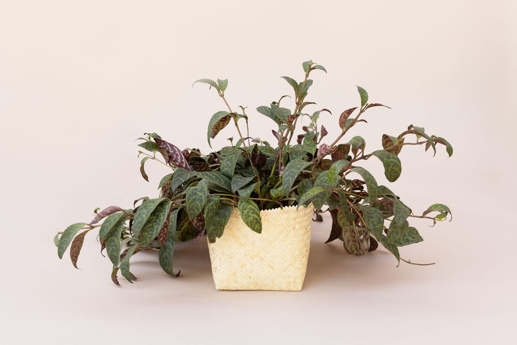 lipstick plant hanging basket NEEPA HUT 6" Lipstick Black Pagoda + Woven Planter Basket