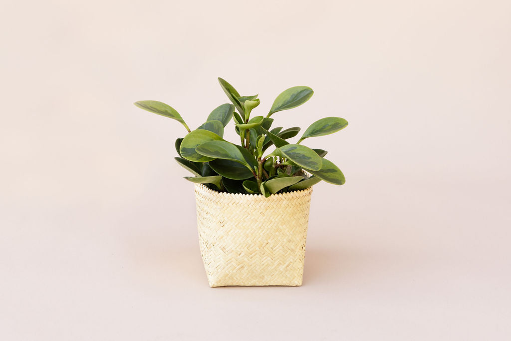 marble plant pot indoor NEEPA HUT 6" Marble Peperomia + Basket