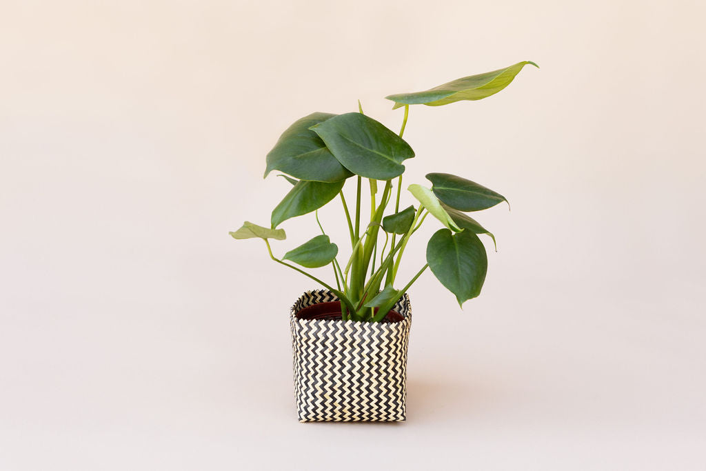6" Monstera Split Leaf + Planter Basket