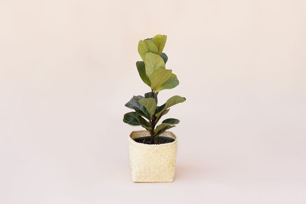 fiddle leaf fig in basket 6" Fiddle Leaf Fig + Basket