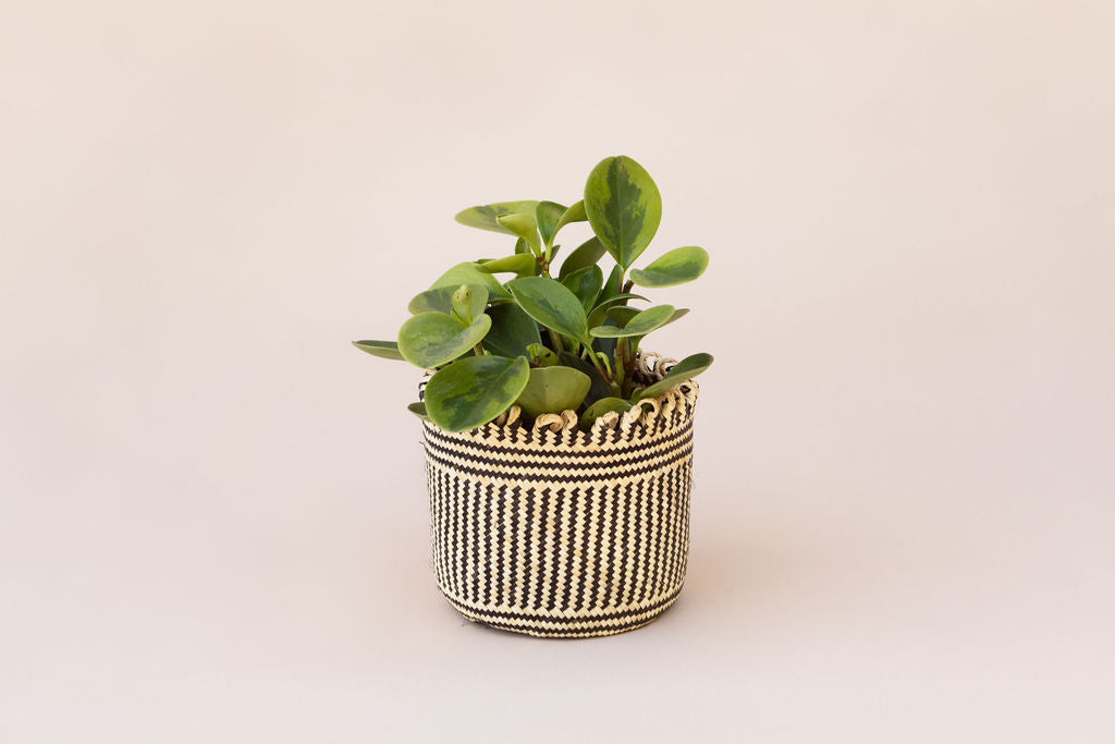 6" Marble Peperomia + Coil planter basket