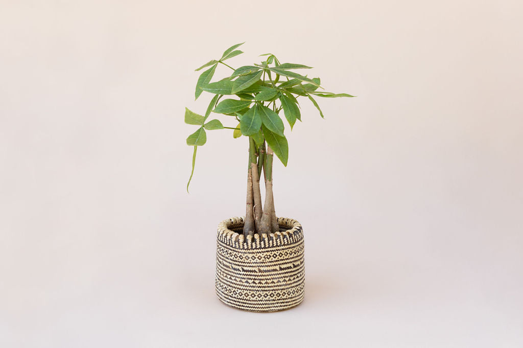 planter for indoor tree NEEPA HUT 4" Braided Money Tree Plant + Planter Basket