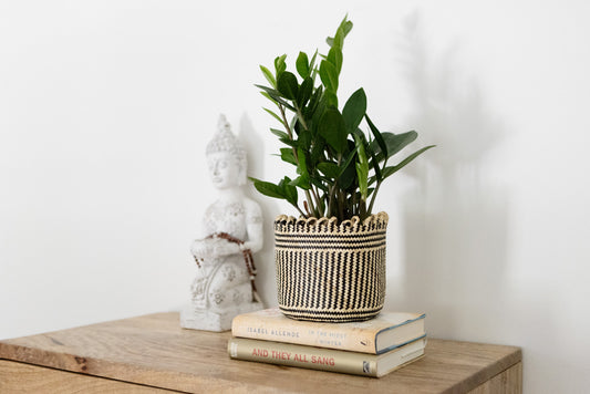 The Benefits of Houseplants