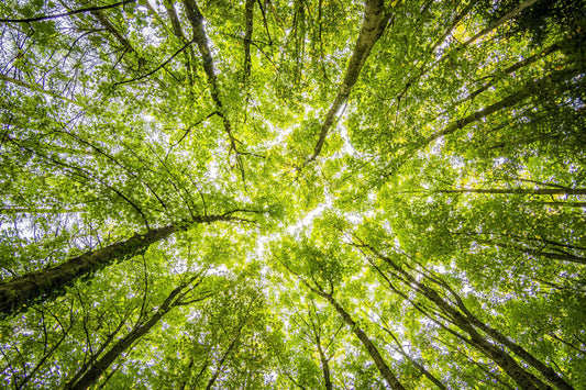 How Forest Bathing Helps You Feel Better