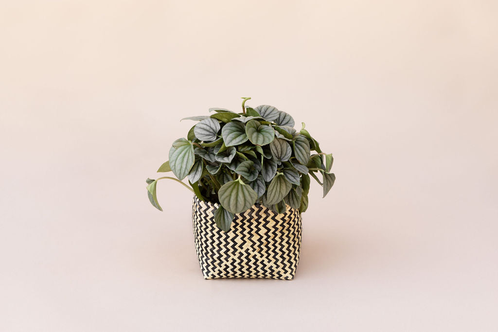 6” Peperomia Frost + Planter Basket