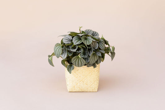 6” Peperomia Frost + Planter Basket