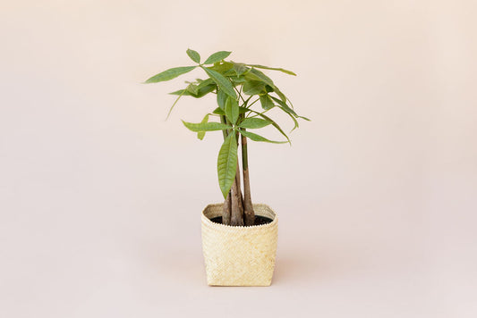 6" Braided Money Tree Plant + Planter Basket