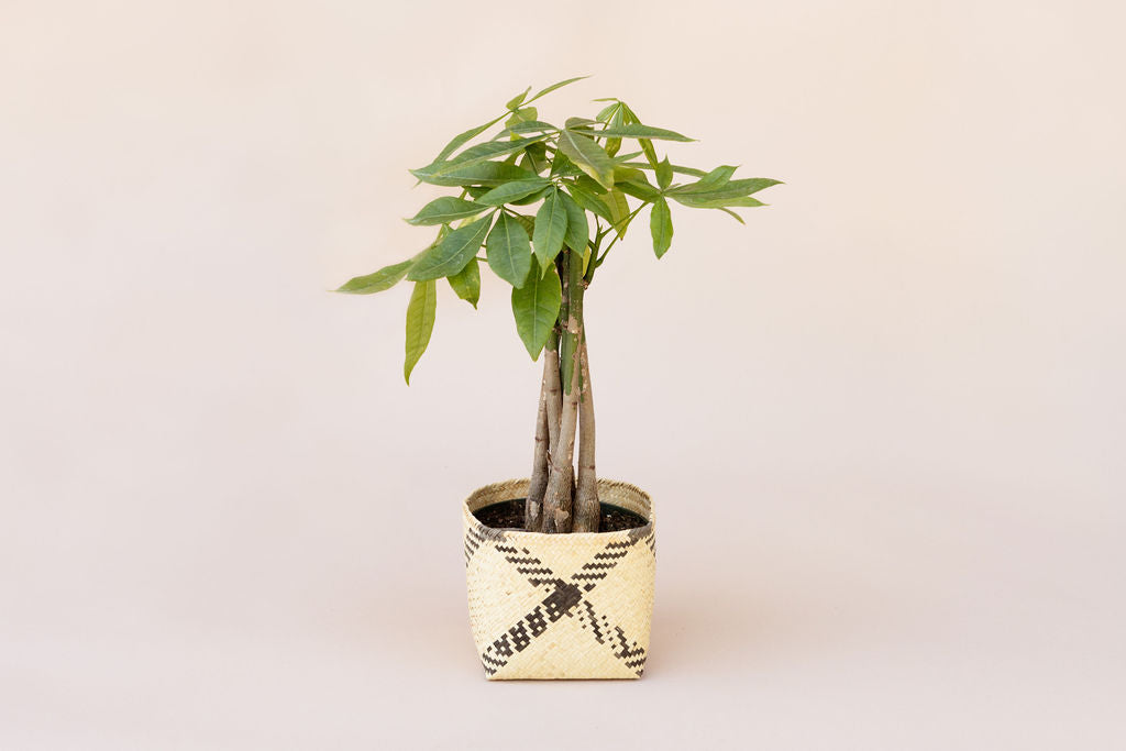 6" Braided Money Tree Plant + Planter Basket