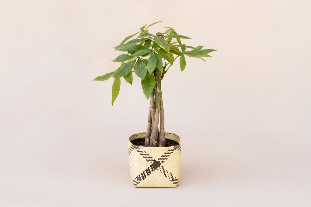 money tree plant braided Braided Money Tree 6 inches indoor plant in Planter Basket – NEEPA HUT
