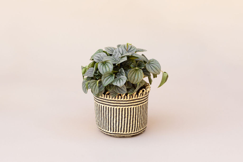 6” Peperomia Frost + Coiled Basket