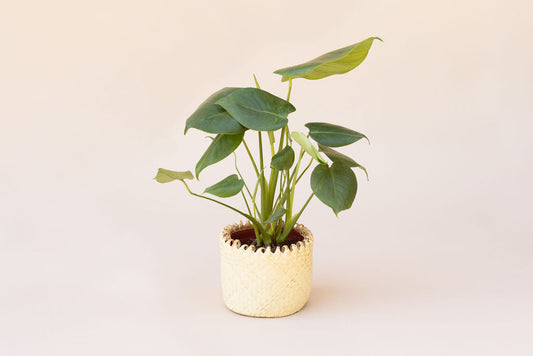 6" Monstera Split Leaf + Coil Planter Basket