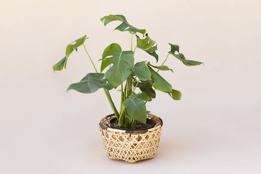 8" Monstera Split + Hexagon Basket