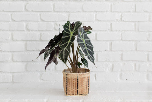 6" Alocasia Poly + Planter Basket