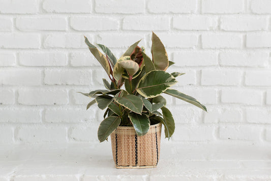 6" Tineke Rubber Plant + Basket